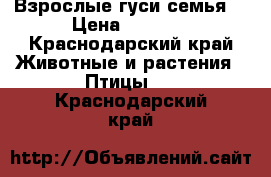 Взрослые гуси семья. › Цена ­ 1 200 - Краснодарский край Животные и растения » Птицы   . Краснодарский край